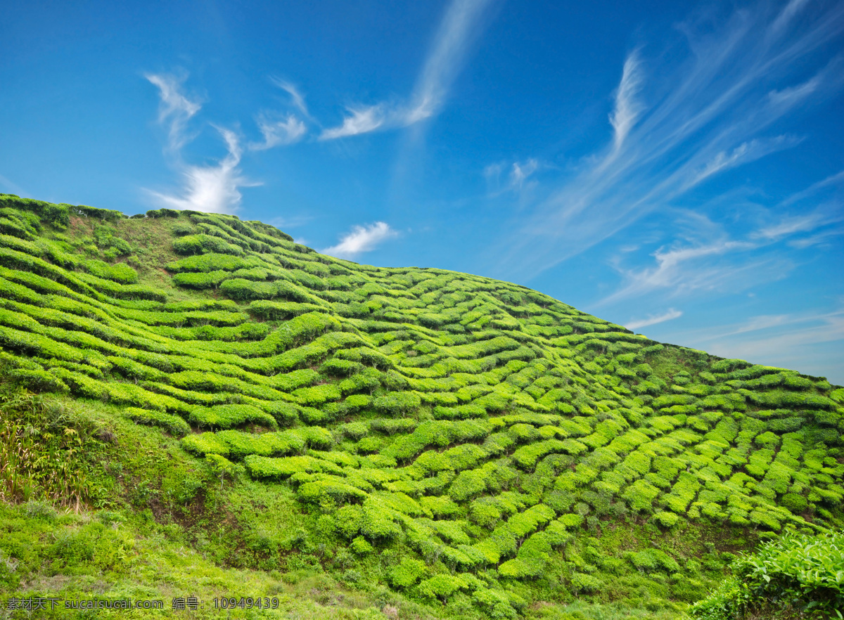 自然茶山风景 茶园 茶田 茶山 茶叶 绿茶 风景 自然风景 美丽风景 景色 其他类别 生活百科 绿色