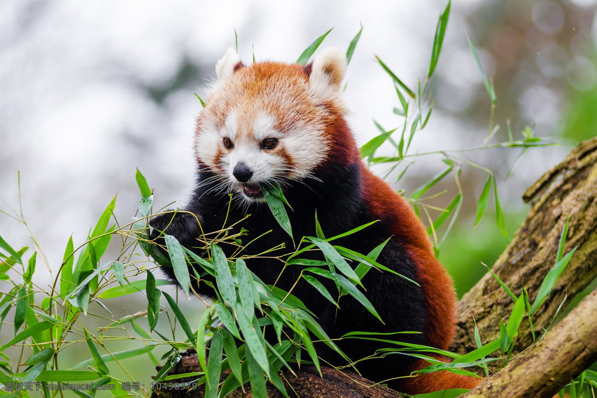 小熊猫 ailurus fulgens 红熊猫 红猫熊 lesser panda 九节狼 金狗 red 熊猫