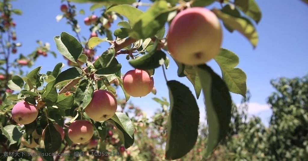 高清 实拍 树上 苹果 实拍苹果树 果树上的苹果 苹果树 苹果素材 苹果实拍 红富士苹果 多媒体 实拍视频 动物植物 mp4