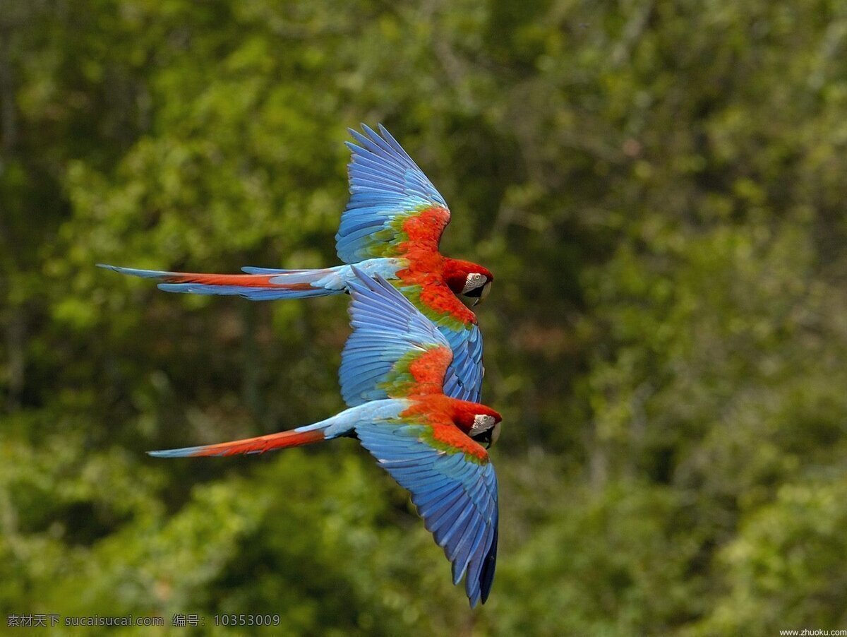 飞翔 两 只 鹦鹉 天空 彩色鹦鹉 一对 鸟 翱翔 高清摄影 设计素材 鸟类 生物世界