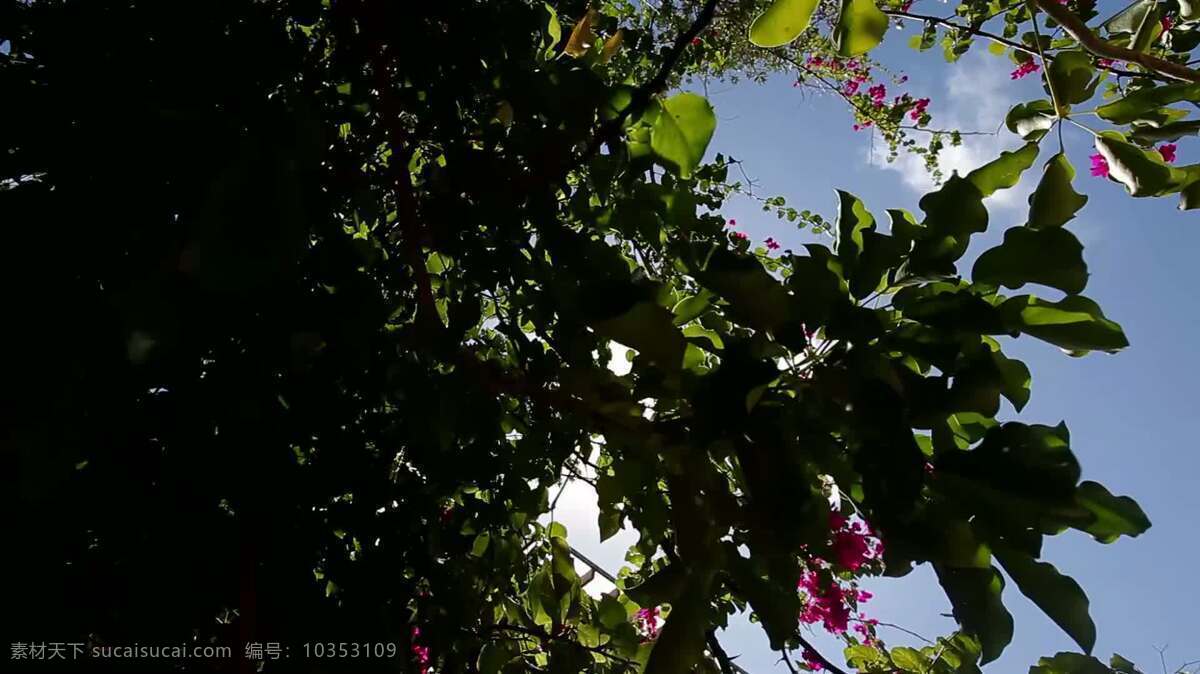 吊车 树叶 上 拍摄 阳光 自然 起重机 太阳 树 光 射线 明亮的 热的 自然的 美女 野生动物 乡村 紫色 开花 花