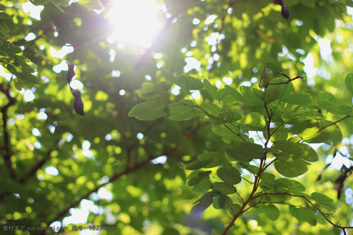 逆光 树叶 大光 圈 光斑 绿叶 阳光 绿色背景 紫荆 日常拍摄素材 生物世界 树木树叶
