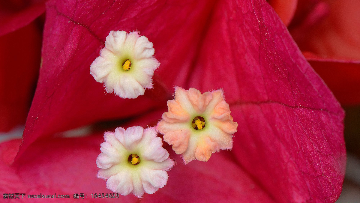 三角 梅花 花蕊