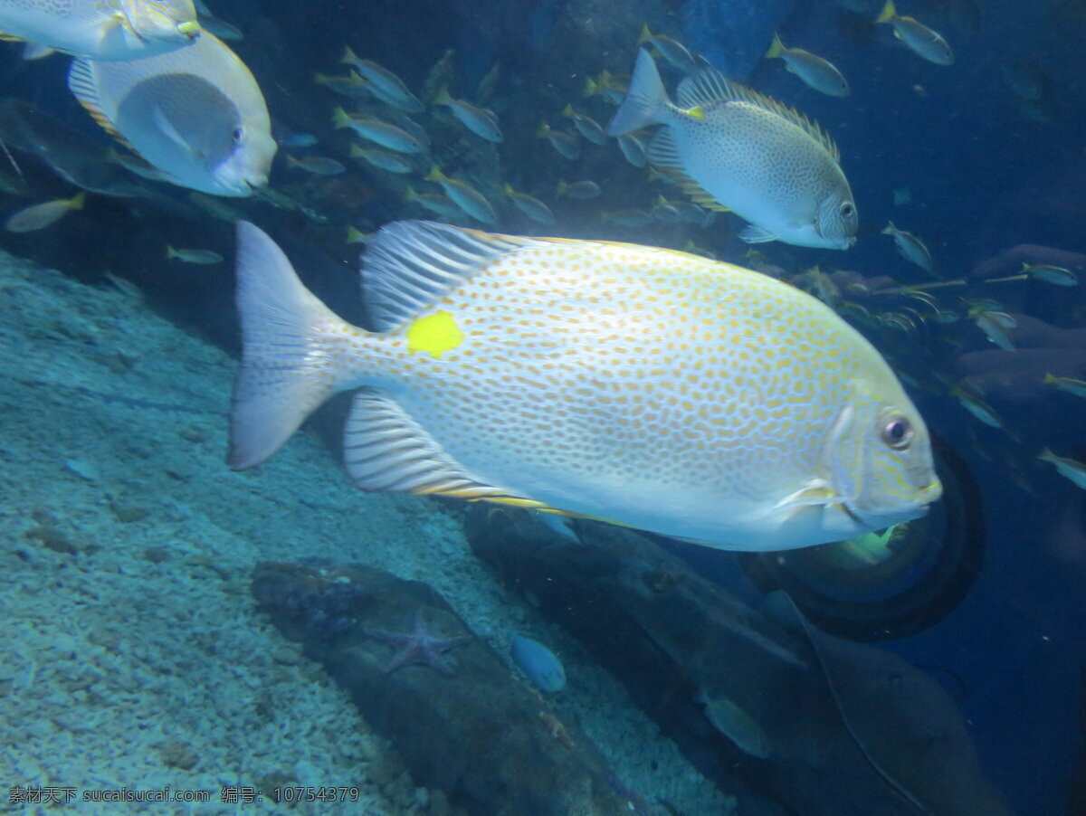 海鱼 海底 水草 礁石 蓝色 海洋馆 生物世界 海洋生物