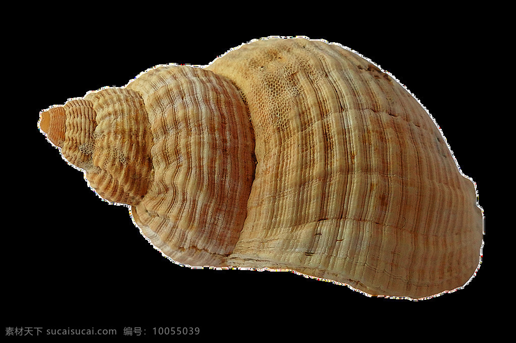 浅 棕色 漂亮 海螺 免 抠 透明 图 层 海螺简笔画 海螺摄影 贝壳素材 贝壳海星 失量图贝壳 动物的海洋 海洋动物图片 贝壳 海边贝壳 沙滩海螺 贝壳海螺