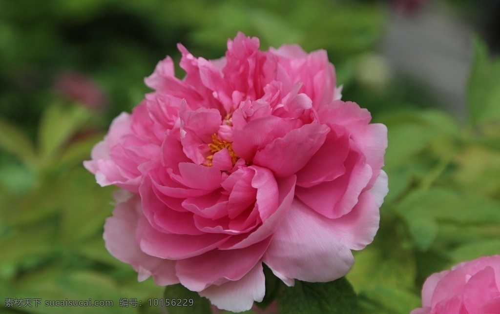 牡丹花 牡丹 花卉 花儿 花草 植物 园林绿化 绿化景观 花朵 花蕊 牡丹园 园艺 富贵牡丹 芍药牡丹 生物世界