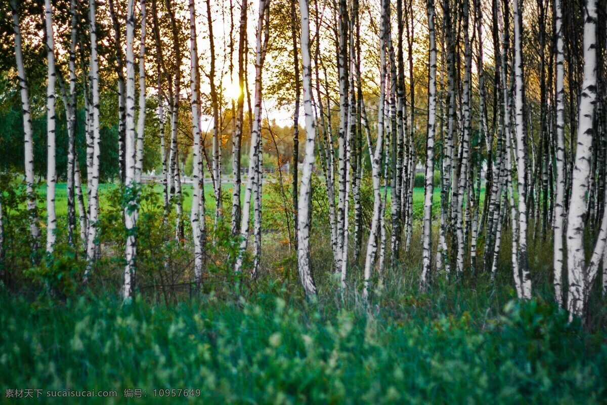 茂密 森林树木 茂密的森林 树木 森林 黑暗森林 密林 林木 林场 山林 山区 大山 山谷 原始森林 雨林 生物世界 树木树叶