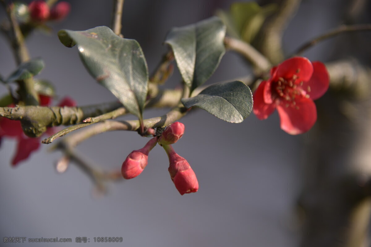 花卉 花草 花苗 花蕾 蓓蕾 鲜花 海棠花 植物 红花 鲜艳 艳丽 春天 春花 花朵 生物世界