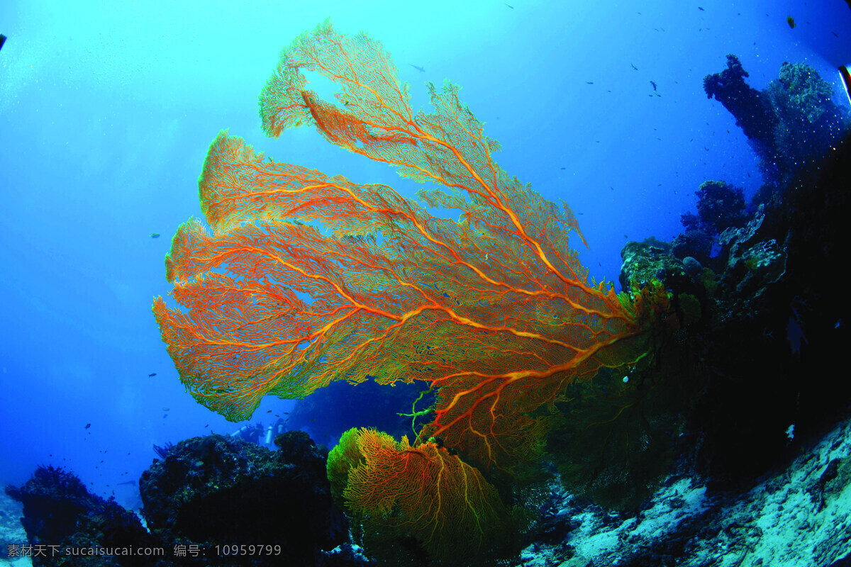 海扇 珊瑚 海底生物 深海摄影 海底世界 海洋生物 生物世界