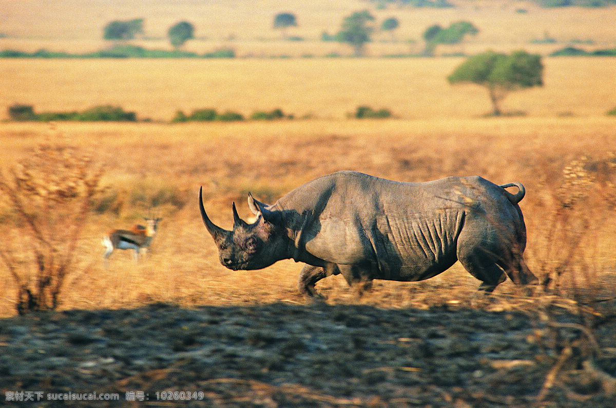 唯美犀牛 唯美 动物 可爱 野生 野生动物 犀牛 生物世界