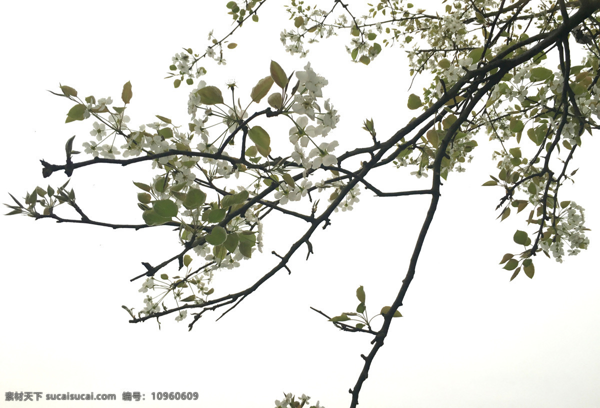 春天 梨花 梨树 春花 花开 生物世界 树木树叶