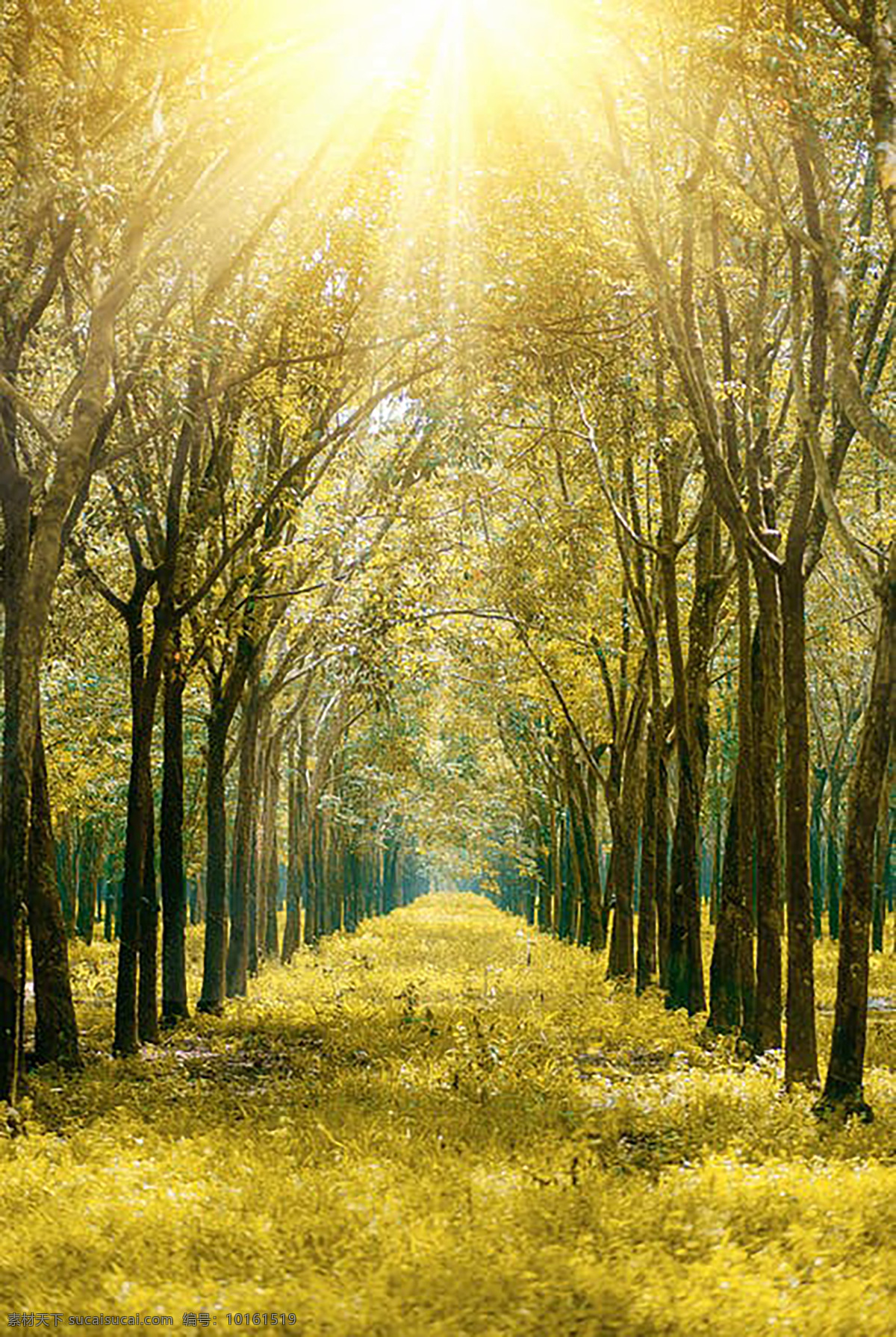 森林之路 树木 旅游 拍照 背景 路 大自然 落叶 季节 阳光 金色 自然景观 自然风景