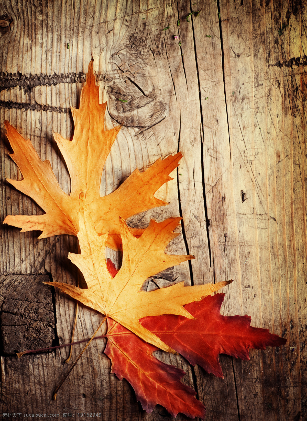 秋天 落叶 背景 季节 木板背景 花草树木 生物世界