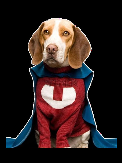 严肃 超人 服装 宠物狗 产品 实物 产品实物 超人服 可爱 生肖狗 小狗