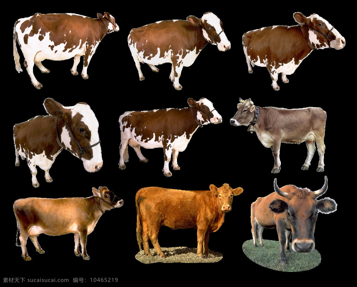 牛图片 牛羊 黄牛 奶牛 水牛 牛 透明底 免抠图 分层图 分层 生物世界 家禽家畜