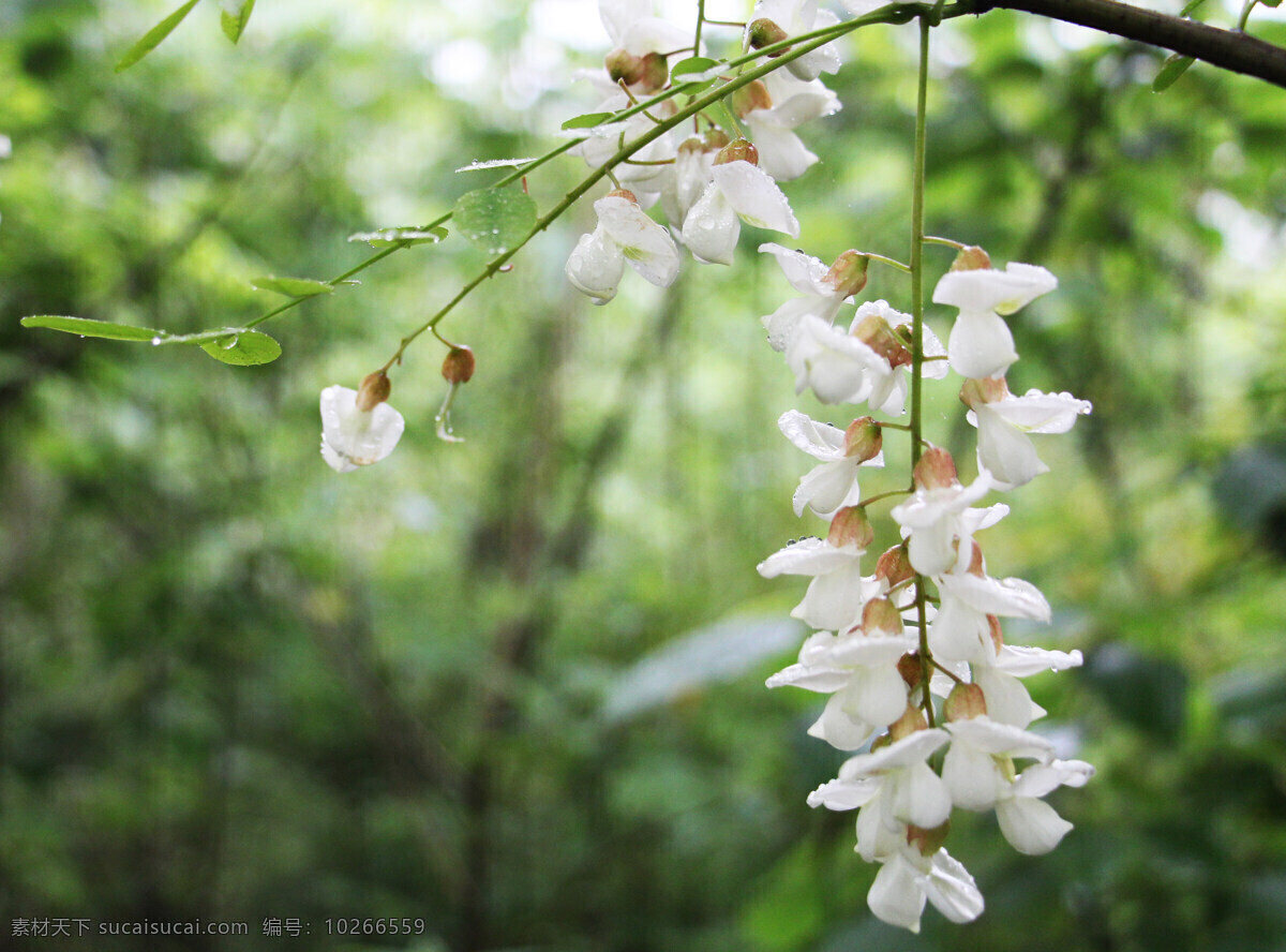 五月槐花 槐花 白色的花 花香 清香 高清 春天 水珠 花草 生物世界