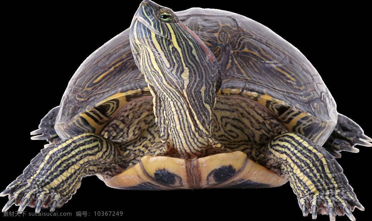 爬行动物乌龟 乌龟 宠物龟 爬行动物 龟 可爱动物 动物 生物 自然动物 动物图谱 免扣 生物世界
