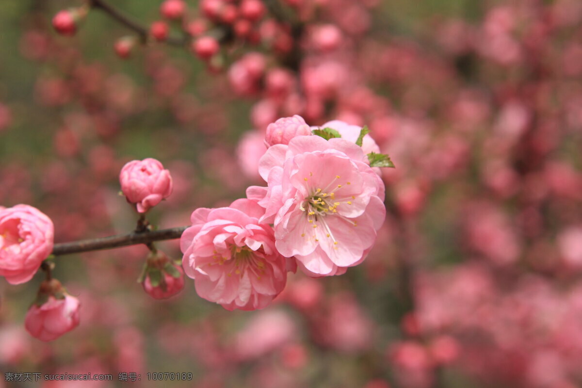 桃李芳菲 桃花 春花 粉色 花朵 花花 花草 生物世界 棕色