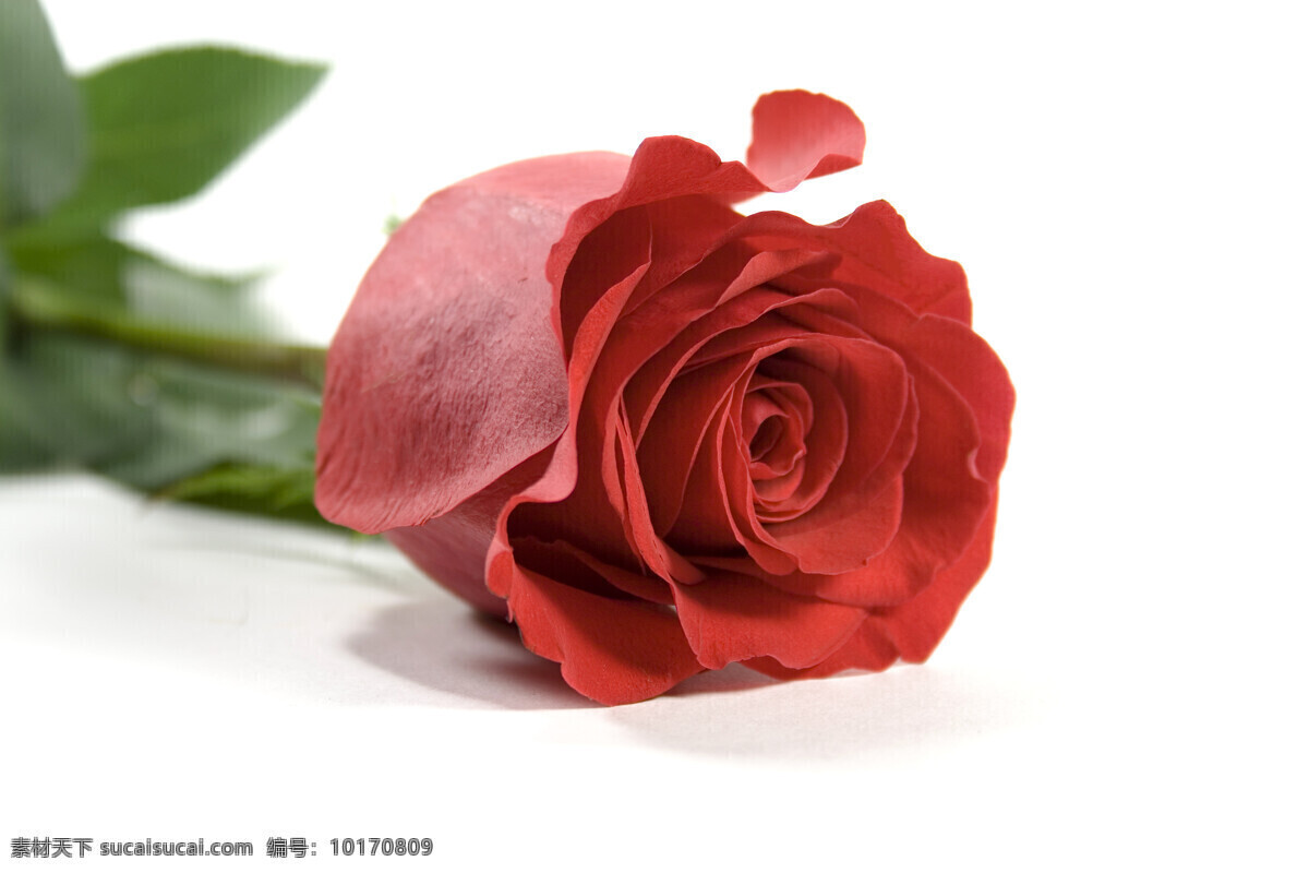 玫瑰花 鲜花 美丽鲜花 花朵 花卉 红玫瑰 鲜艳 鲜花背景 背景素材 花草树木 生物世界