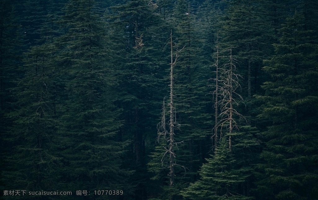 绿色森林 幽暗 深林 深邃 松树 深绿色 森林 背景 生物世界 树木树叶