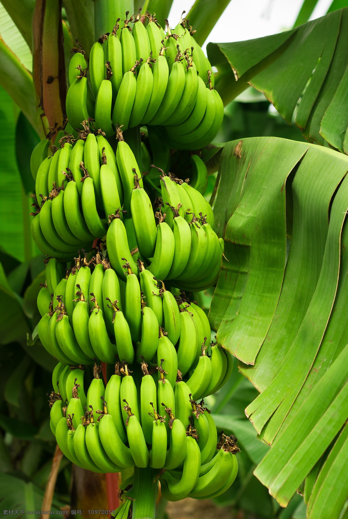 香蕉 新鲜水果 奶昔 果蔬 饮品 美食 果蔬饮品 蛋蕉 大蕉 餐饮美食 食物原料