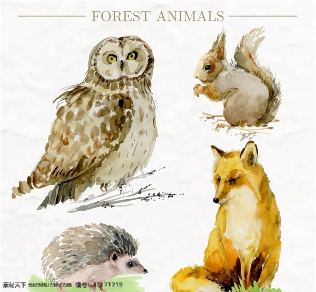 彩绘 森林 动物图片 猫头鹰 松鼠 狐狸 刺猬 矢量 高清图片