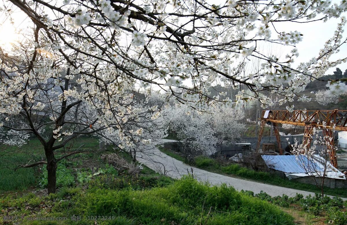娇艳的梨花 梨花 白色 绿地 路 房屋 自然景观 自然风景