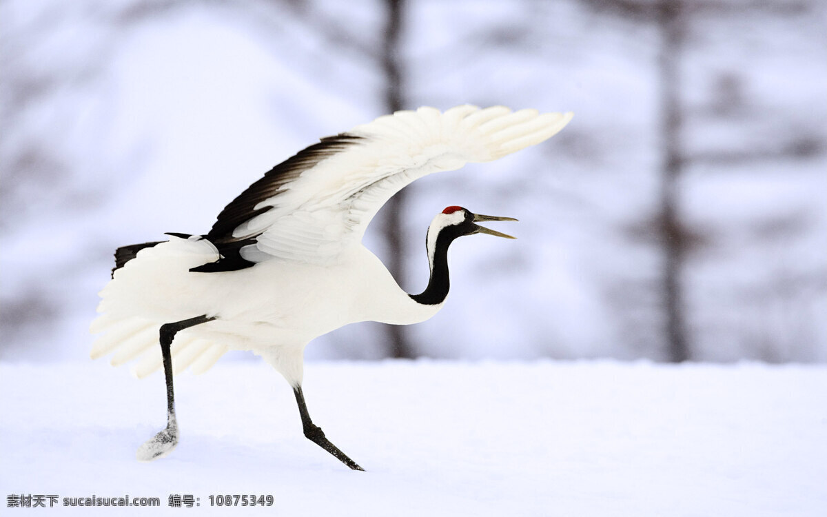 动物摄影 动物世界 仙鹤 摄影图 生物世界 白雪 图片专辑