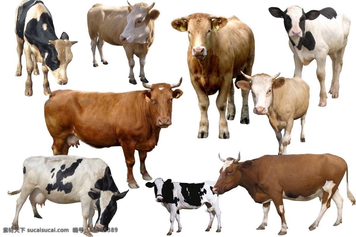 奶牛 透明素材 png抠图 牛 家畜 黄牛 水牛 老牛黑牛 母牛 非 原创 透明 合 辑 分层