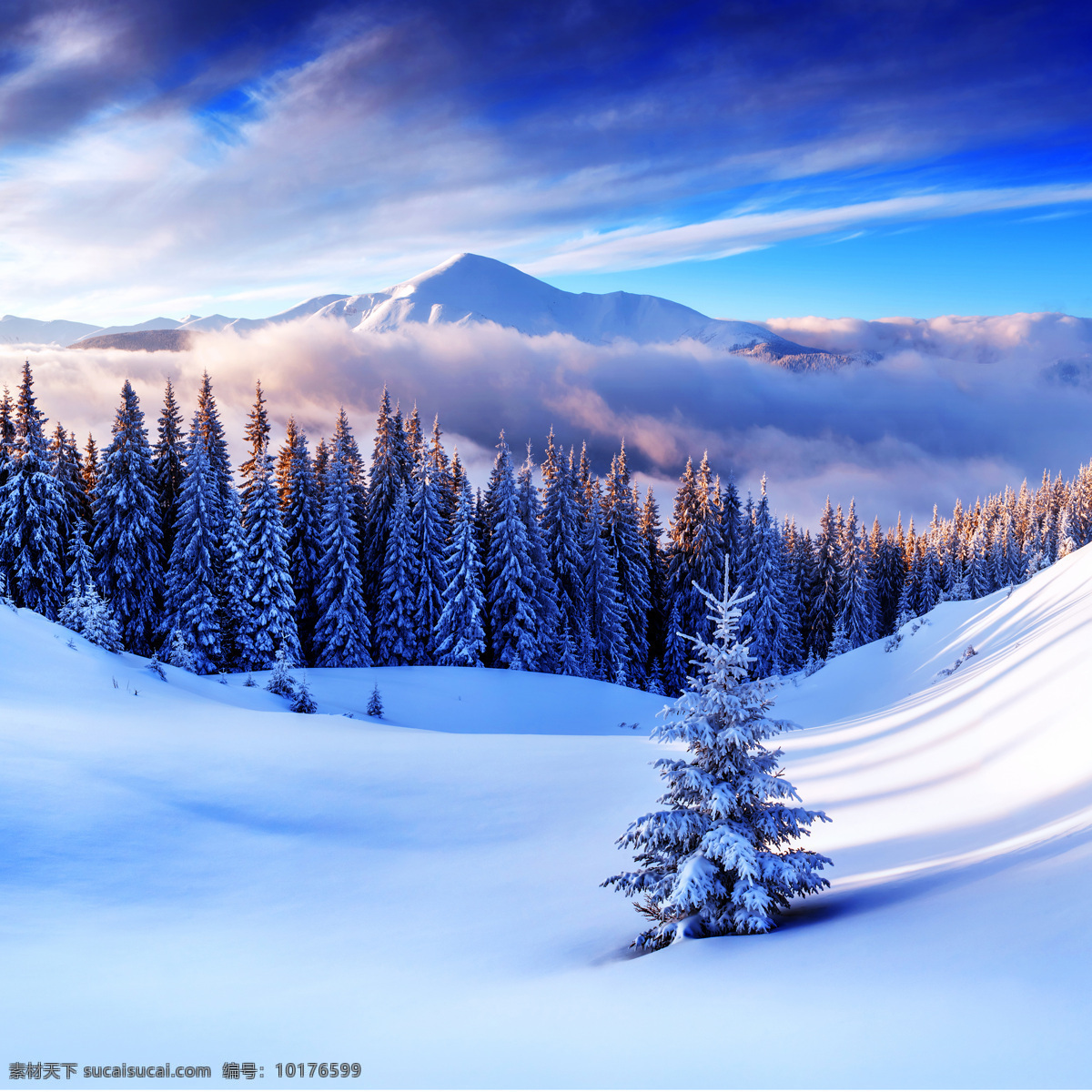 冬季美景 美丽风景 树木 雪地 漂亮景色 风景摄影 雪地风景 自然风景 美丽 风景 自然景观 蓝色