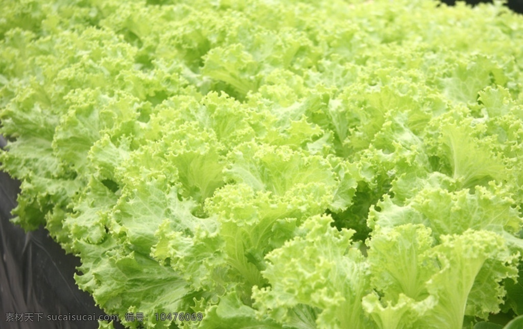 水培花叶生菜 水耕菜 绿色食品 无公害食品 大棚蔬菜 生物世界 蔬菜