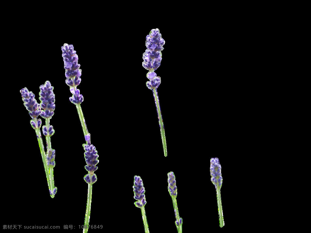 清新 紫罗兰 卡通 透明 花朵 鲜花 透明素材 装饰 设计素材 淘宝素材 海报设计装饰 装饰图案