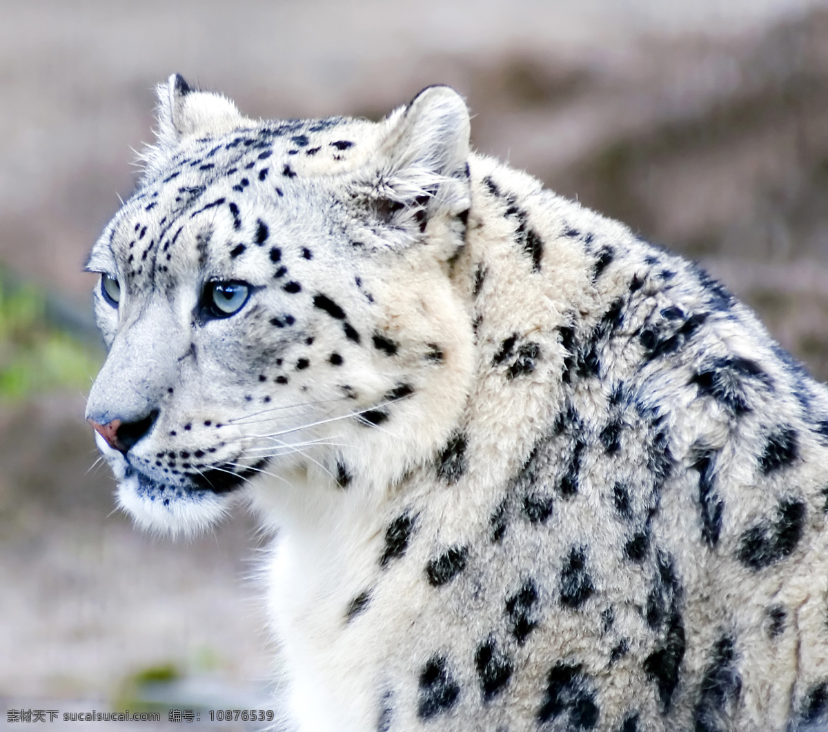 豹子 猫科动物 动物世界 野生动物 陆地动物 生物世界 白色