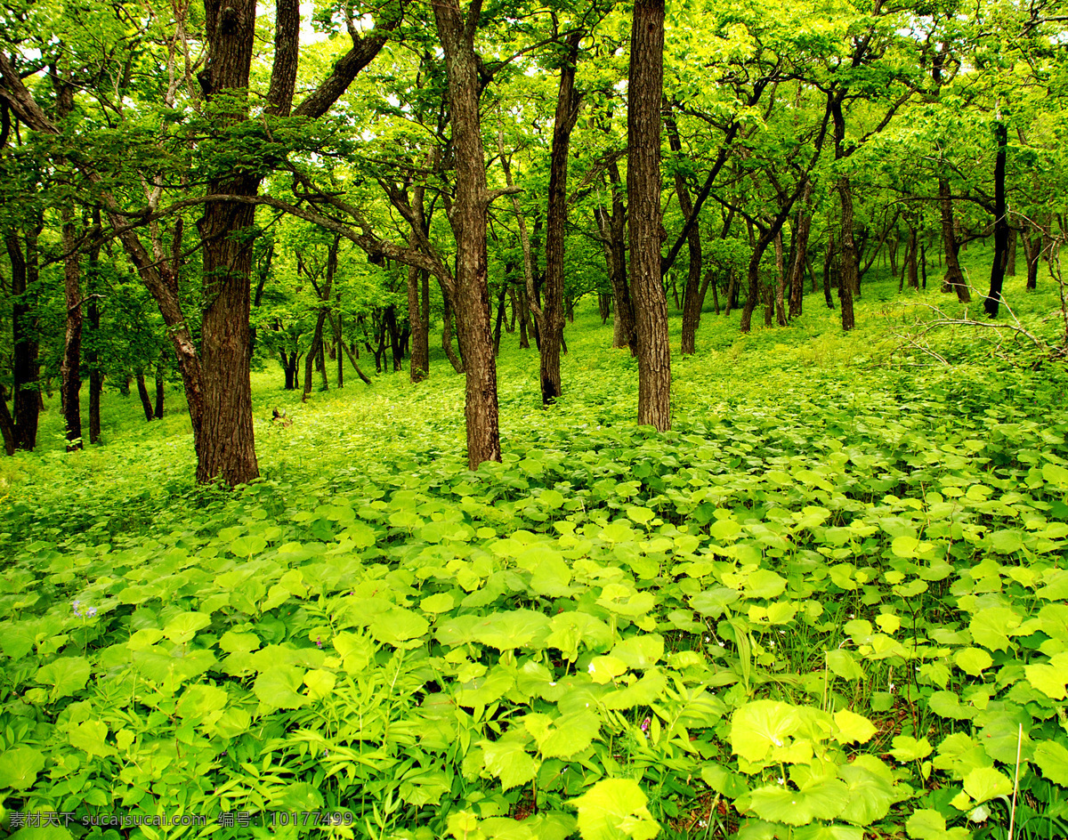 绿色森林 绿色 森林 树木 草地 植被 大树 自然风景 自然景观