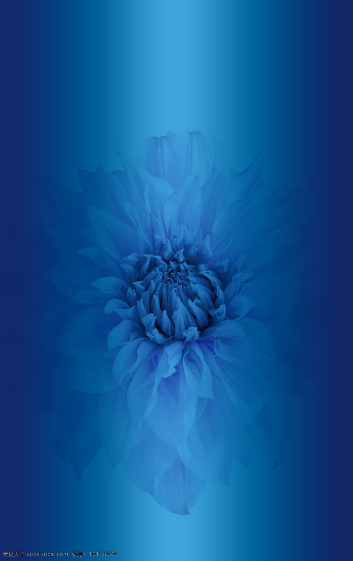 蓝色 菊花 图案 背景 展板 展架背景 分层 渐变 化妆品展示