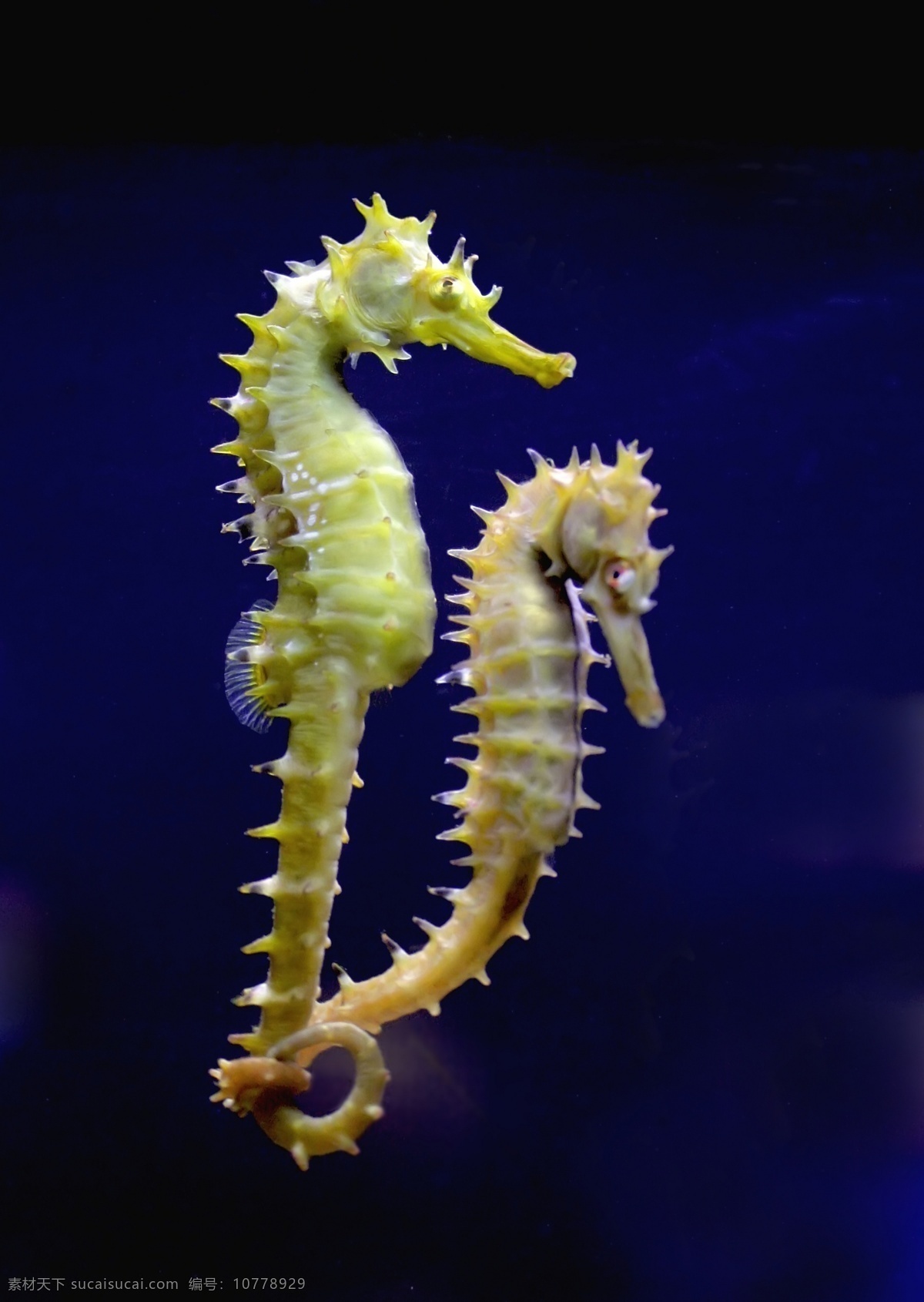 海马 海洋生物 海底世界 海洋 礁石 生物世界 鱼 鱼类 珊蝴礁石 珊蝴 海底景色