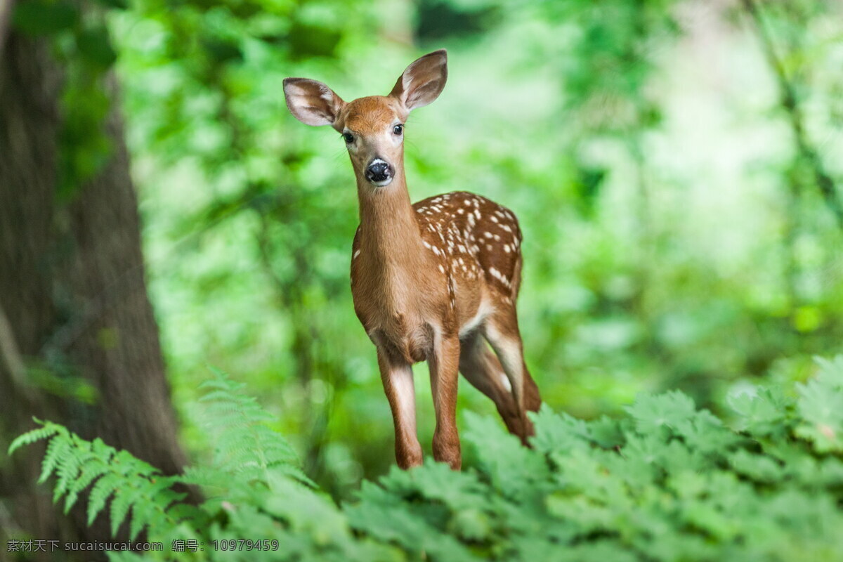唯美 动物 可爱 梅花鹿 小鹿 生物世界 野生动物