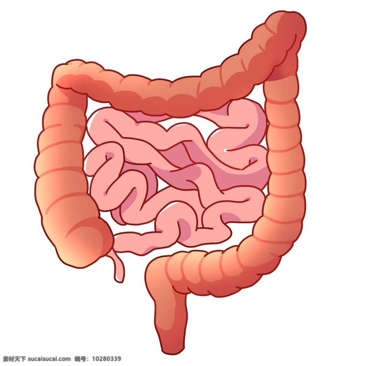 红色 人体 器官 肠子 器官效果图 人体器官插画 动漫动画 大肠 小肠 吸收 营养 红色的大肠 消化系统