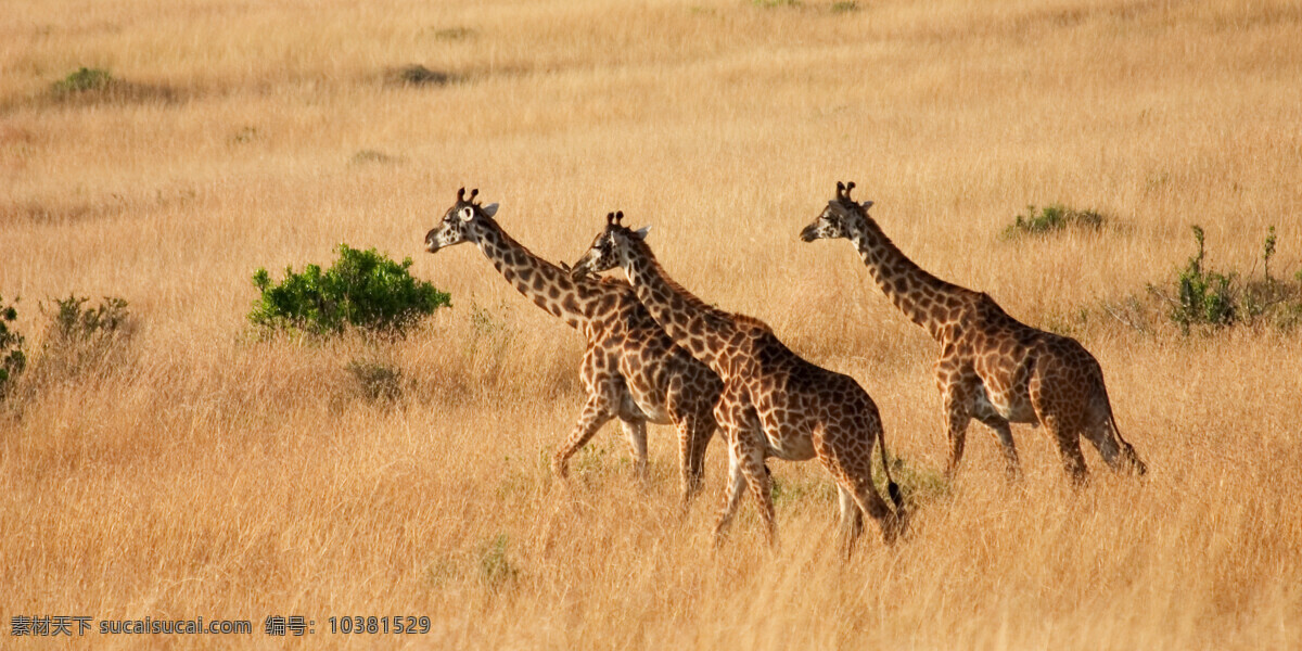 非洲 草原 上 长颈鹿 非洲草原 野生动物 动物世界 陆地动物 生物世界
