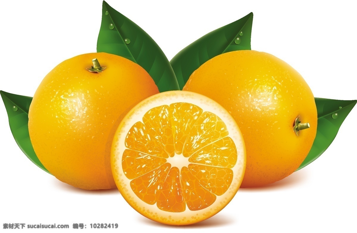橙子矢量素材 橙矢量素材 橙子矢量 橙子素材 橙子 橙矢量 橙素材 橙 橘子矢量素材 橘子矢量 橘子素材 橘子 橘矢量素材 橘矢量 橘素材 橘 共享设计矢量 生物世界 水果