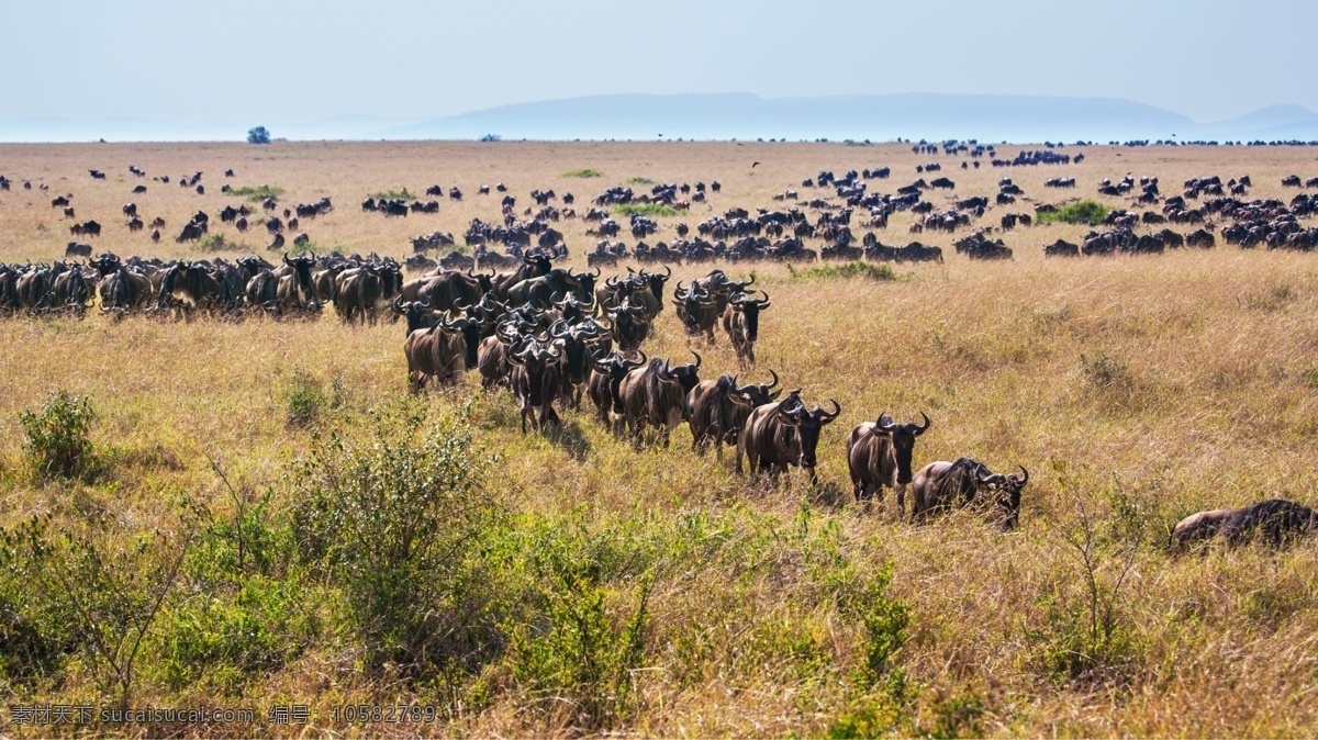 非洲大草原 动物迁徙 肯尼亚 非洲 大草原上 角马 迁徙 动物 昆虫 生物世界