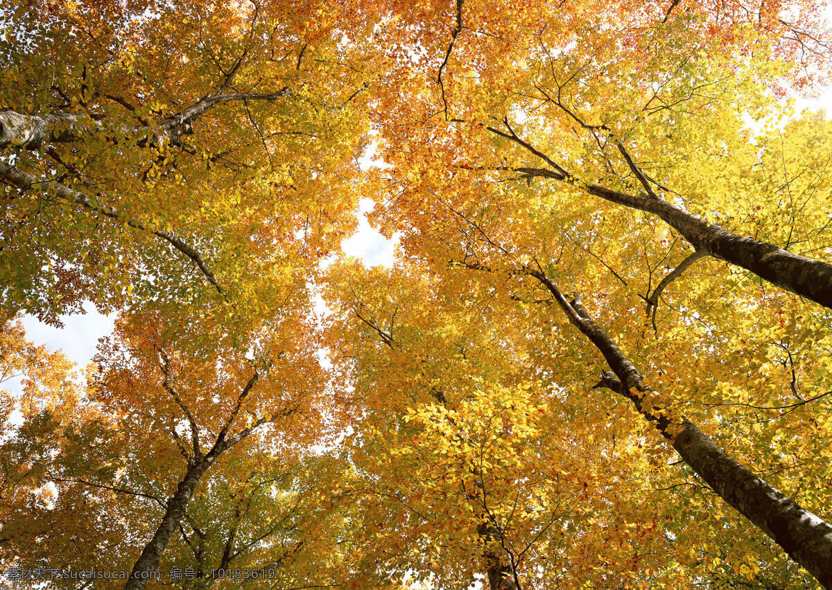 秋天 枫 树林 美丽风景 自然风景 风景摄影 大自然 美景 景色 树木 森林 枫树 树叶 黄叶 花草树木 生物世界