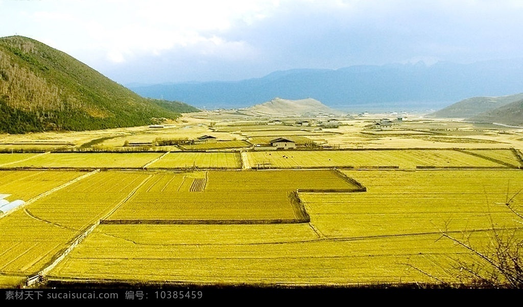 乡村 田野 稻田 金黄色 丰收 天空 自然景观 自然风景 摄影图库 300