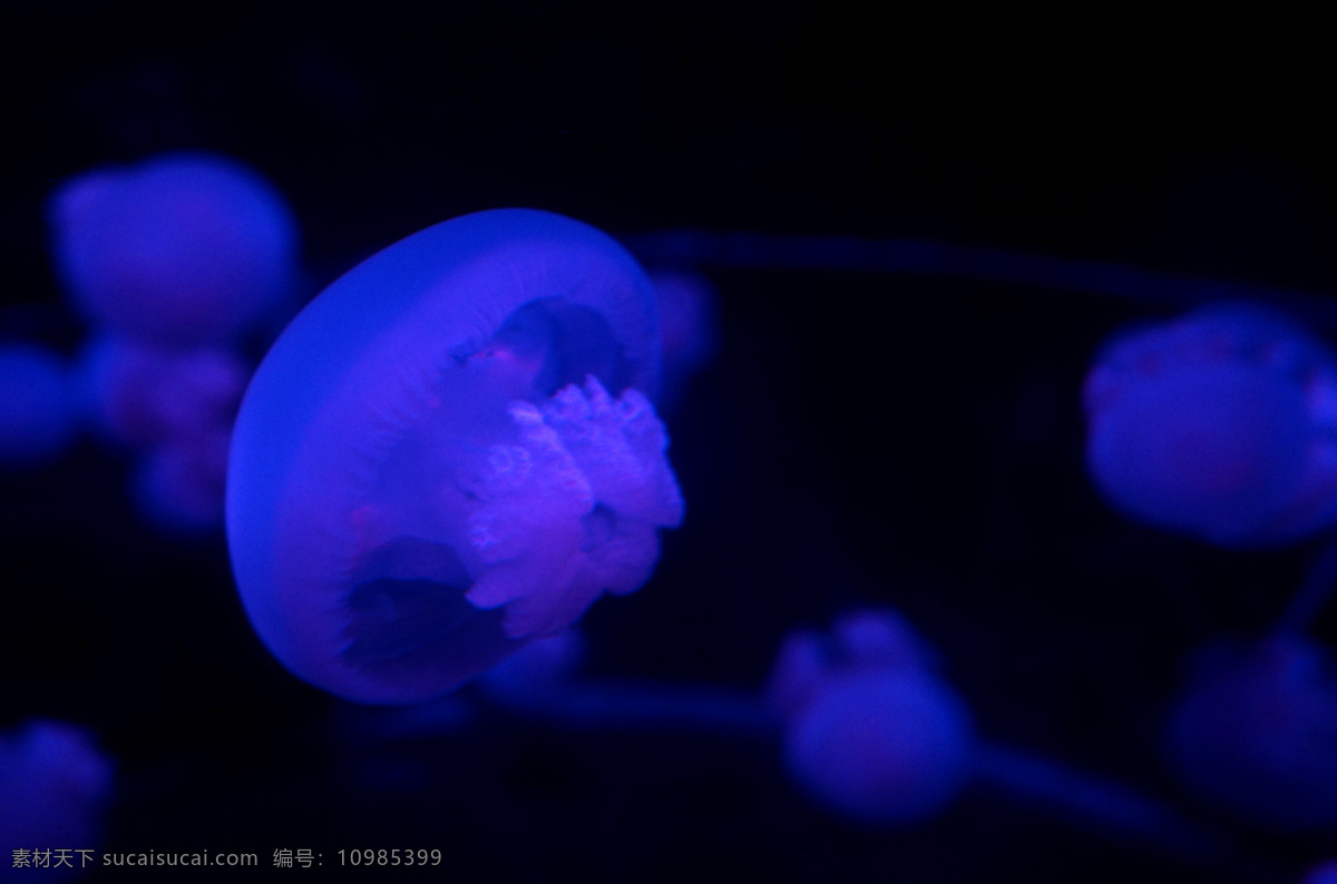 海底 透明 蓝光 水母 海洋 海底世界 海洋生物 蓝色背景 黑色
