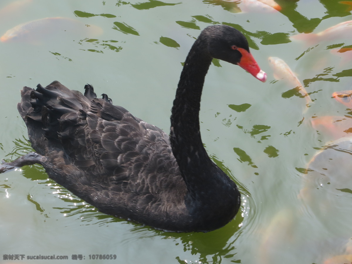 黑天鹅 黑色 天鹅 湖水 鱼 鸟类 生物世界