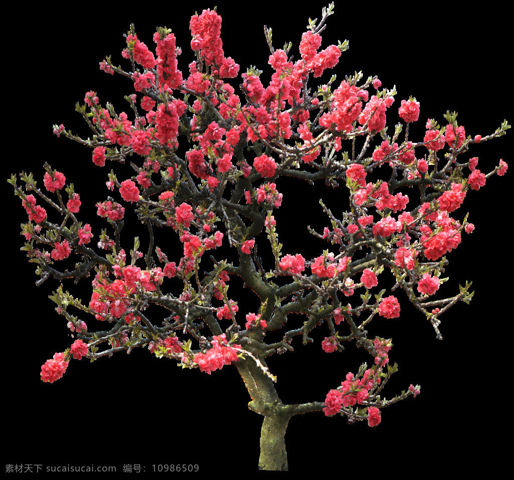 png元素 梅花 免抠元素 桃花 透明素材 樱花 红色 花朵 树木 元素