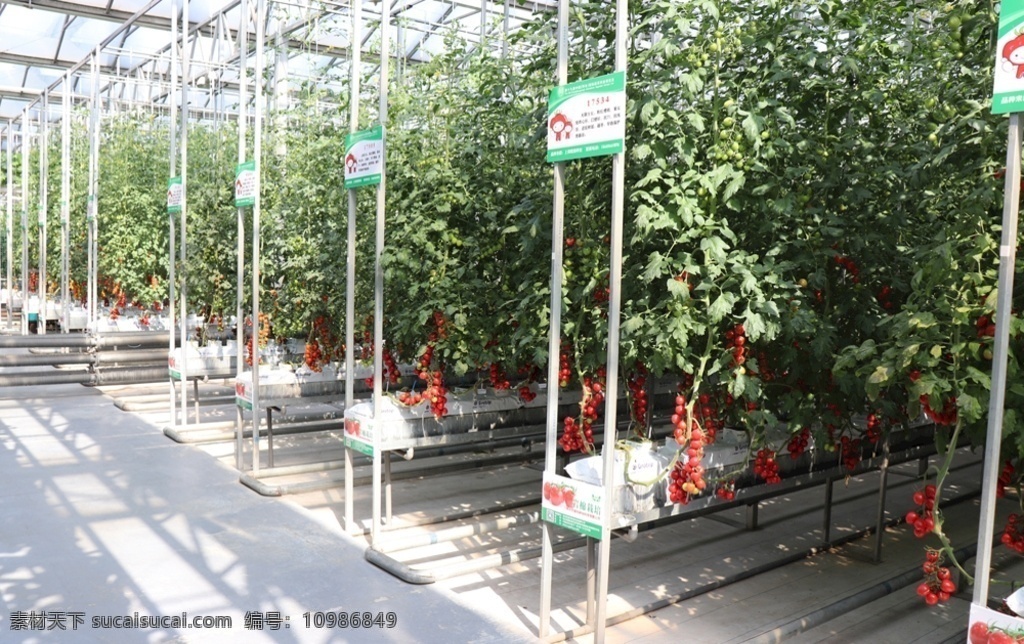 无土栽培 管道栽培 立体栽培 空中栽培 番茄 樱桃番茄 现代科技 农业生产