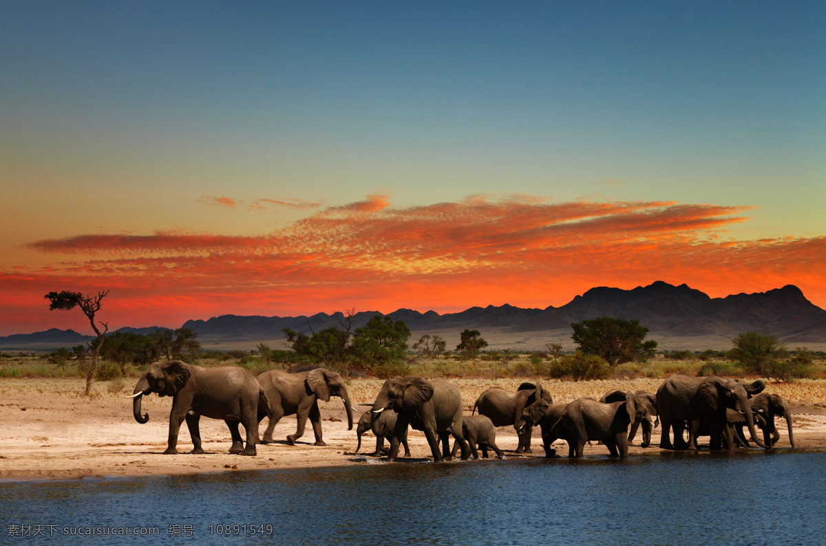 湖边 上 大象 非洲象 象 动物世界 陆地动物 生物世界