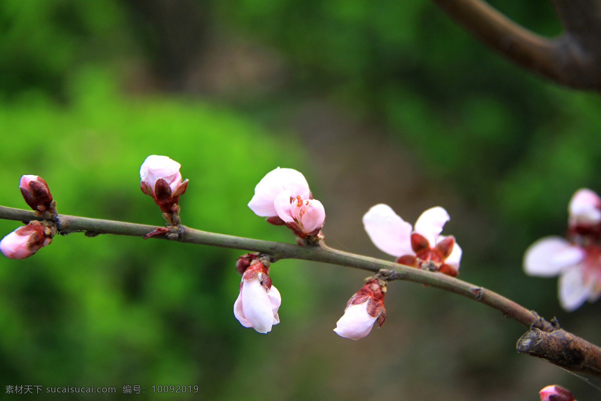 桃花 粉色花朵 春天花朵 春色 春光 春天 初春 开花 花枝 树枝 花苞 绽放的花朵 生物世界 花草