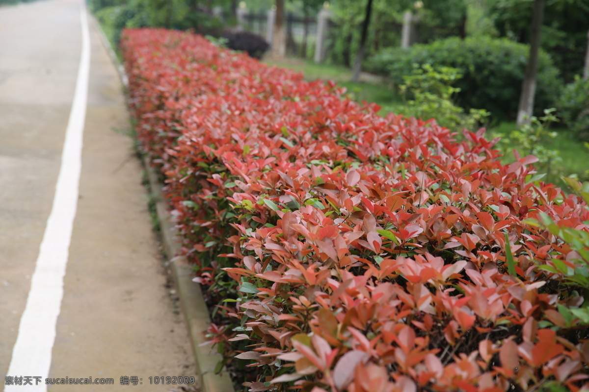 红罗 宾逊 红叶 石 楠 红叶石楠 彩叶 植物 红罗宾逊 红色叶 生物世界 花草